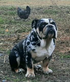 Photo №3. English bulldog puppy. Serbia