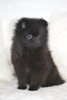 Photo №2 to announcement № 5294 for the sale of pomeranian - buy in Russian Federation from nursery, breeder