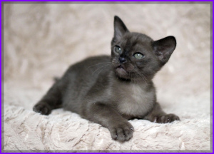 Photo №4. I will sell burmese cat in the city of Minsk. from nursery - price - 426$