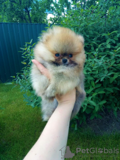 Photo №1. pomeranian - for sale in the city of Marseilles | negotiated | Announcement № 20099