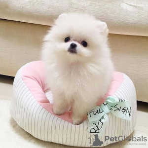 Photo №2 to announcement № 119501 for the sale of pomeranian - buy in Germany private announcement