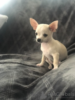 Photo №1. chihuahua - for sale in the city of Auckland | 500$ | Announcement № 57007