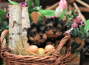 Photo №2 to announcement № 1383 for the sale of yorkshire terrier - buy in Russian Federation private announcement