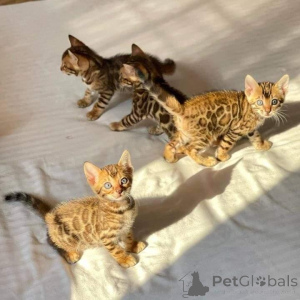 Photo №2 to announcement № 168915 for the sale of bengal cat - buy in Finland private announcement