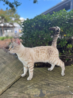 Photo №2 to announcement № 152720 for the sale of bengal cat - buy in Switzerland 