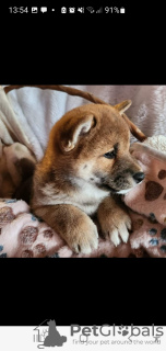 Additional photos: Shiba Inu, ZKwP records