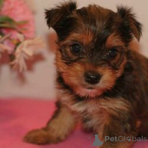 Photo №1. yorkshire terrier - for sale in the city of Berlin | 413$ | Announcement № 164732