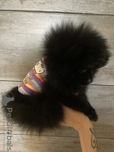 Photo №4. I will sell pomeranian in the city of Krasnogorsk. private announcement - price - negotiated