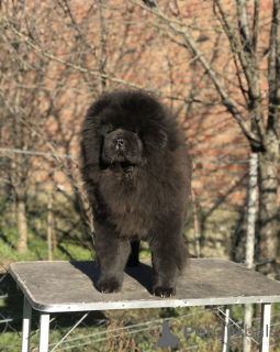 Photo №4. I will sell chow chow in the city of Šid. breeder - price - negotiated