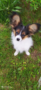Photo №1. papillon dog - for sale in the city of Minsk | 504$ | Announcement № 6868