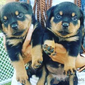 Photo №1. rottweiler - for sale in the city of Brussels | Is free | Announcement № 165263