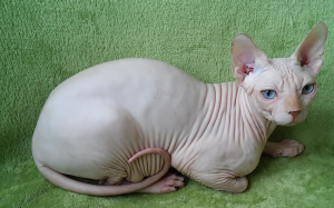 Photo №1. sphynx-katze - for sale in the city of Odessa | 500$ | Announcement № 5080