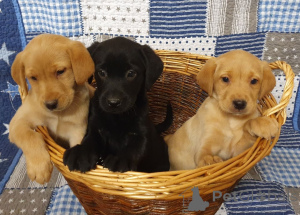 Photo №1. labrador retriever - for sale in the city of Boom | 671$ | Announcement № 164882