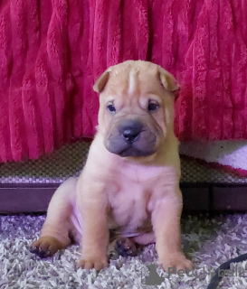 Photo №4. I will sell shar pei in the city of Krasnodar. private announcement, breeder - price - negotiated