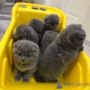 Photo №1. british shorthair - for sale in the city of Hasliberg | negotiated | Announcement № 134974