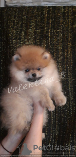 Photo №1. pomeranian - for sale in the city of Kiev | 2467$ | Announcement № 8664