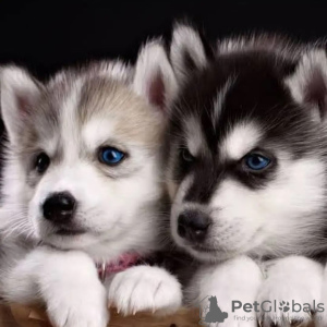 Photo №1. siberian husky - for sale in the city of Oslo | 581$ | Announcement № 80683