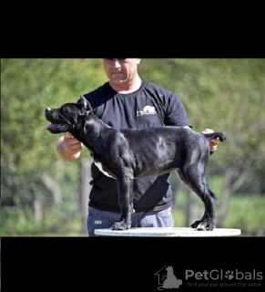 Photo №1. cane corso - for sale in the city of Belgrade | negotiated | Announcement № 118942