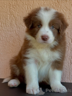 Photo №3. Loyal & Loving Border Collie Puppies Ready for You. Germany
