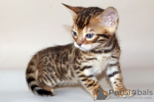 Photo №2 to announcement № 108517 for the sale of bengal cat - buy in Finland 