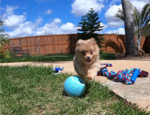 Photo №2 to announcement № 6397 for the sale of pomeranian - buy in Switzerland private announcement, from nursery, from the shelter, breeder