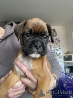 Photo №2 to announcement № 131470 for the sale of boxer - buy in Belgium private announcement, breeder
