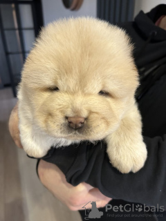 Photo №4. I will sell chow chow in the city of Nuremberg. private announcement - price - 518$