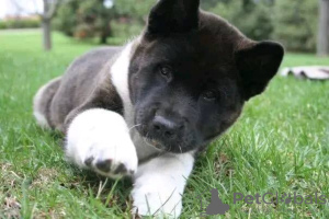 Photo №1. american akita - for sale in the city of Sydenham | 317$ | Announcement № 71706