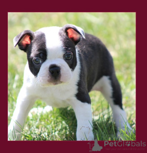 Photo №1. boston terrier - for sale in the city of Fertőd | Is free | Announcement № 141240