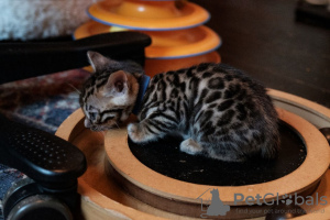 Photo №2 to announcement № 31243 for the sale of bengal cat - buy in United States breeder