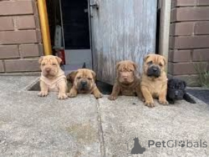 Photo №1. shar pei - for sale in the city of Edingen-Neckarhausen | 465$ | Announcement № 169474