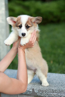 Photo №2 to announcement № 11515 for the sale of welsh corgi - buy in Ukraine from nursery, breeder