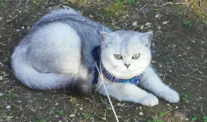 Photo №1. british shorthair - for sale in the city of Yaroslavl | negotiated | Announcement № 6888