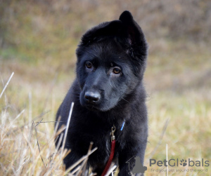 Additional photos: FOR CONNECTORS OF THE BLACK GERMAN SHEPHERD DOG.