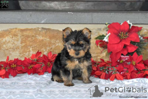 Photo №1. yorkshire terrier - for sale in the city of Hannover | 571$ | Announcement № 63838