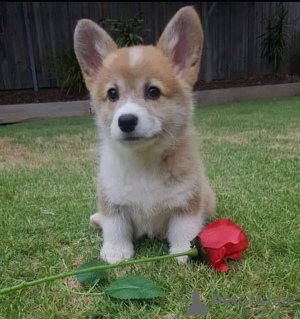 Photo №1. welsh corgi - for sale in the city of Gold Coast | 530$ | Announcement № 89903
