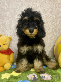 Photo №4. I will sell english cocker spaniel, poodle (dwarf) in the city of Voronezh. private announcement - price - negotiated