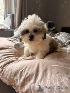 Photo №3. Adorable Shih Tzu Male Teacup for Adoption. Philippines