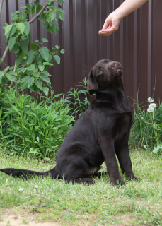 Additional photos: Bred Labrador puppy