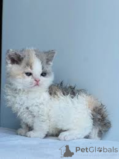 Photo №2 to announcement № 166338 for the sale of selkirk rex shorthair - buy in Finland private announcement, breeder