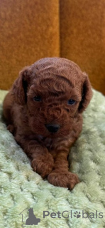 Photo №1. poodle (toy) - for sale in the city of Ruma | 723$ | Announcement № 166099
