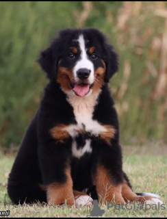 Photo №2 to announcement № 120011 for the sale of bernese mountain dog - buy in Serbia breeder