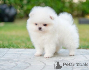 Photo №1. pomeranian - for sale in the city of Hamburg | 367$ | Announcement № 170170