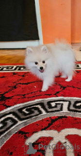 Photo №2 to announcement № 88136 for the sale of pomeranian - buy in Finland 