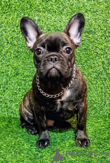Photo №4. I will sell french bulldog in the city of Sremska Mitrovica. breeder - price - negotiated