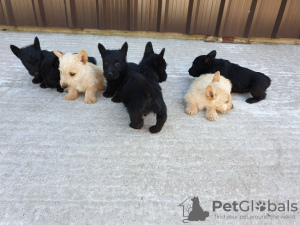Additional photos: Scottish Terrier Puppies