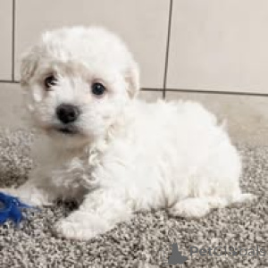 Photo №1. bichon frise - for sale in the city of Paris | 723$ | Announcement № 163323
