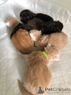 Additional photos: Healthy cute adorable and socialized Maine coon kitten available now for sell