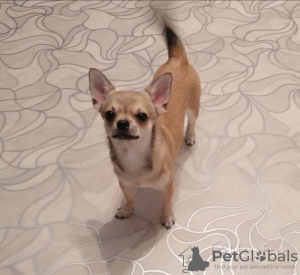 Photo №1. chihuahua - for sale in the city of Vitebsk | 113$ | Announcement № 89445