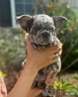 Photo №2 to announcement № 150645 for the sale of french bulldog - buy in Germany from the shelter, breeder